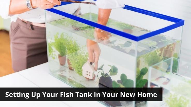 Setting Up Your Fish Tank In Your New Home