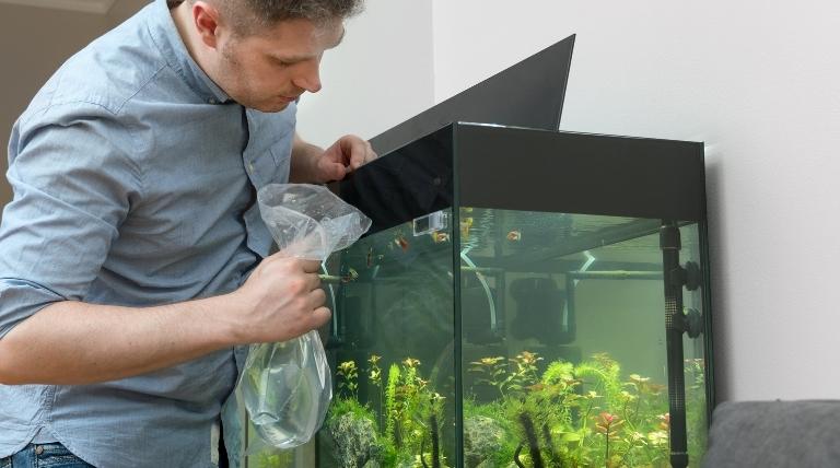 Setting Up Your Aquarium In Your New House